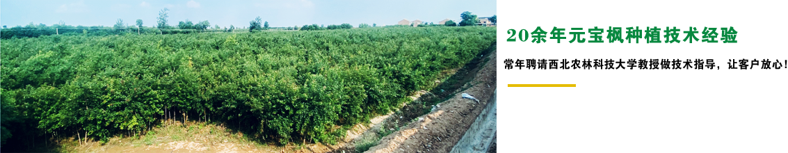 20余年元寶楓種植經(jīng)驗